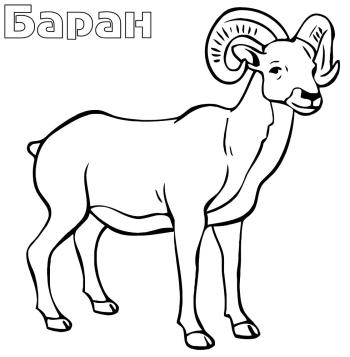 Горный баран