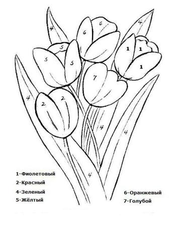 Тюльпан по номерам
