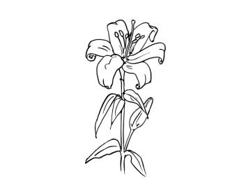 Рисунок Лилия