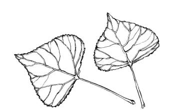 Листья тополя