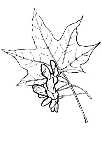 Листья клена