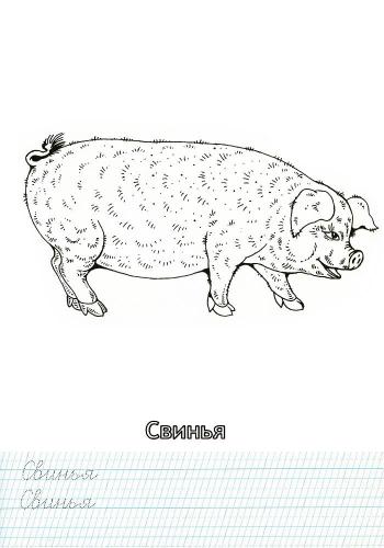 Свинка