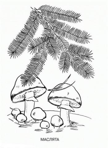 Маслята