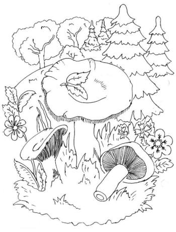 Грибочки на опушке