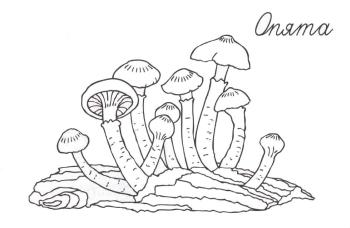 грибы опята