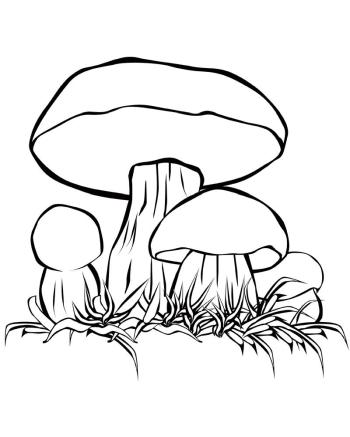 белые грибы