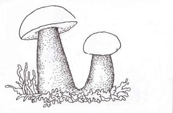 подосиновик