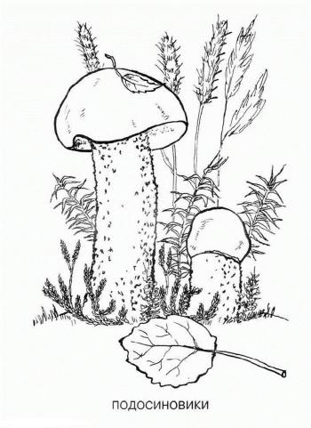 Подосиновики