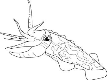 Каракатица