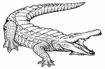 Зубастый крокодил