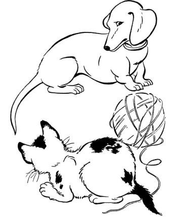 Кошка и такса