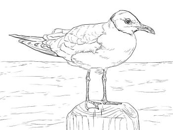 Чайка на море