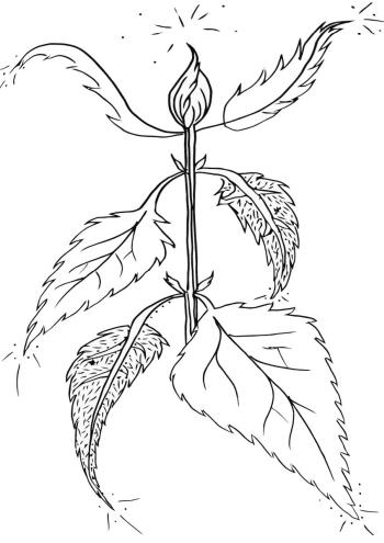Растение Крапива