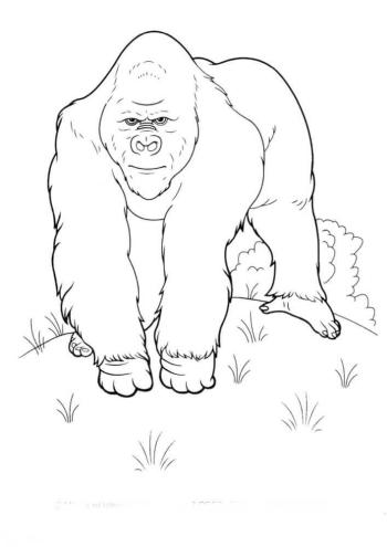 Горилла