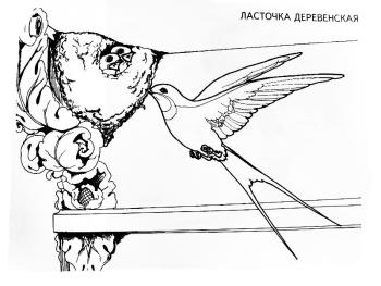 Ласточка