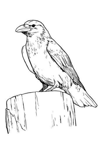 Раскраска Грач