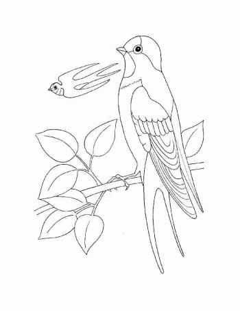 Ласточка на ветке