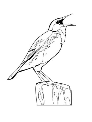 Раскраска Жаворонок