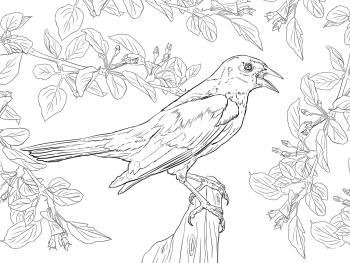 Перелетный дрозд