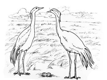 Раскраска Перелетные птицы