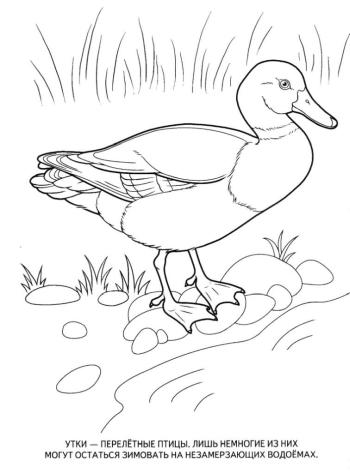 Раскраска Утка