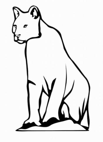 Леопард без пятнышек