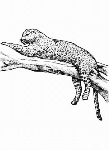 Леопард отдыхает