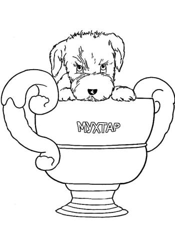 Мухтар чемпион