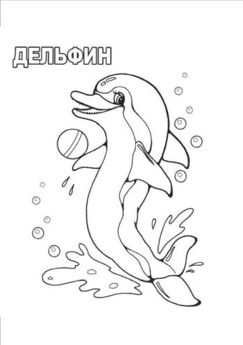 Дельфин