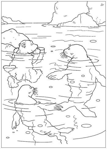 Морские котики