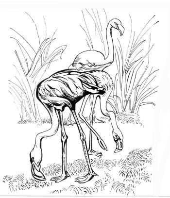 Фламинго кушает