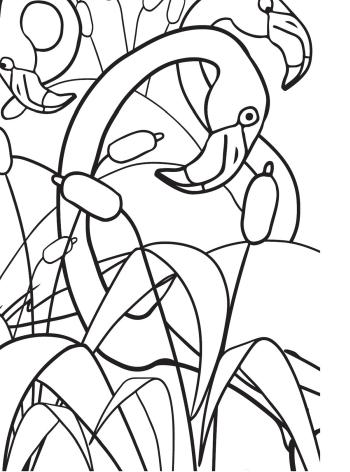 Раскраска Фламинго