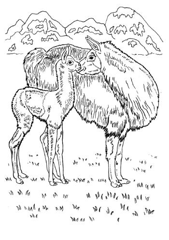 Ламы