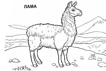 Лама в природе