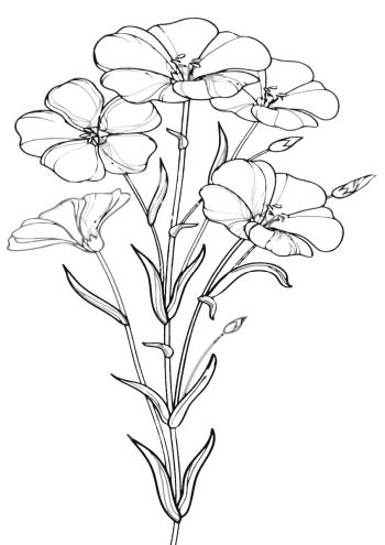 Рисунок Лен