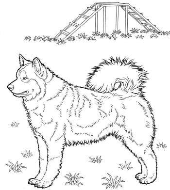 лайка на горке