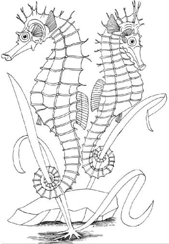 Морские коньки