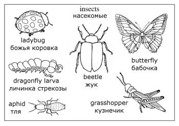 Насекомые