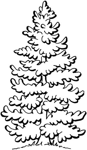 Ель