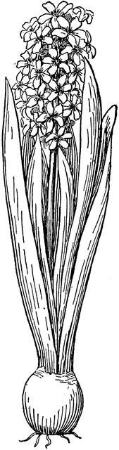 Гиацинт с луковицей