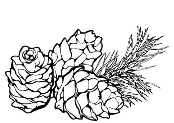 Ветка с шишками