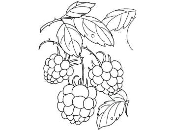 Ветка малины