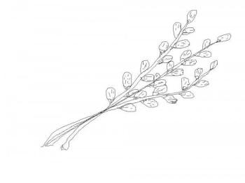 Ветка вербы