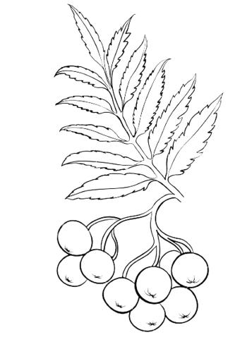 Ветка с ягодами