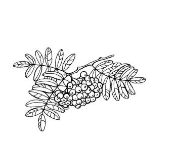 Ветка рябины