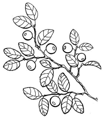 Ветка черники