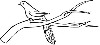 Картинка Ветка