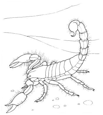 Пустыня. Скорпион