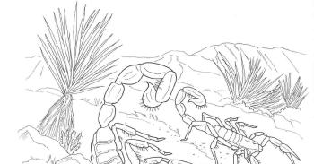 Скорпионы в пустыне