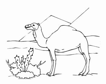 Пустыня. Верблюд